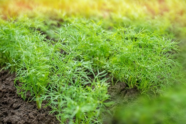 dill growing conditions