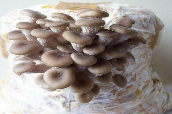 faire pousser des agarics au miel à la maison