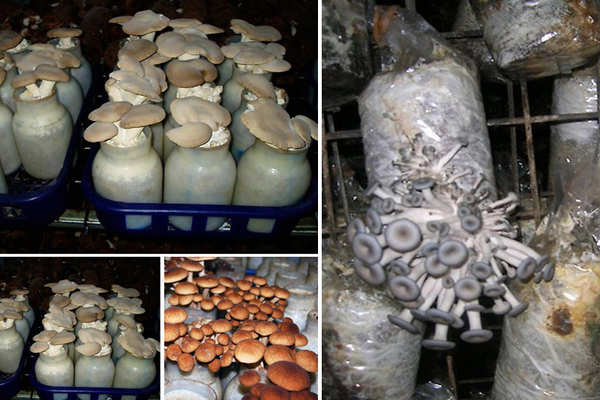 lumalaking honey agarics sa bansa