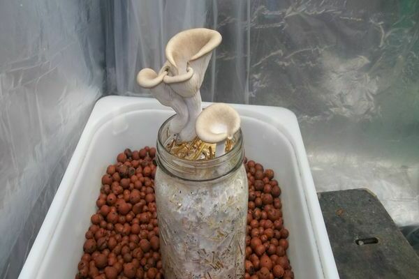 teknolohiya ng paglilinang ng agar agaric