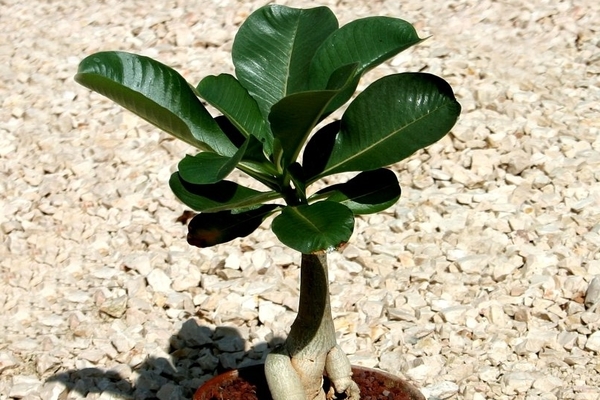 pagtatanim ng adenium ng halaman