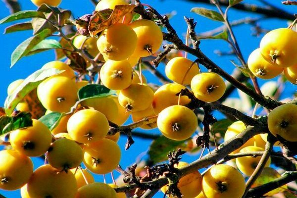 Apple-tree Kitayka