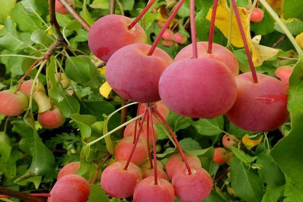 Description du pommier chinois