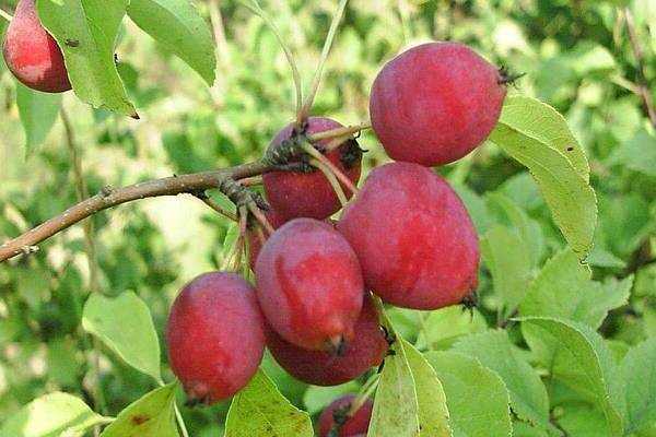 photo de pommier chinois