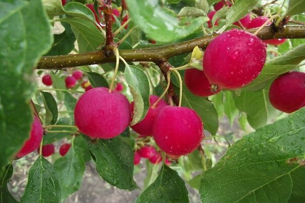 variété de pomme chinoise