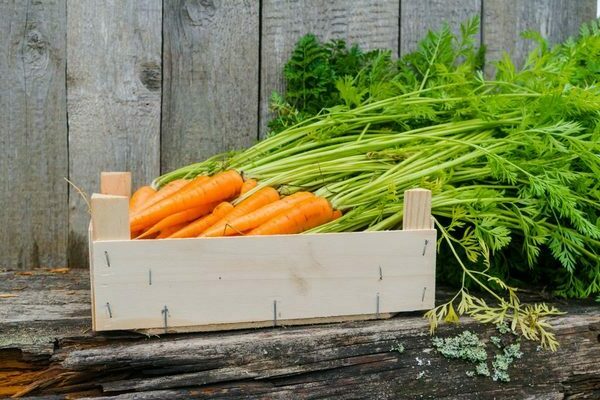 sweet varieties of carrots for winter storage