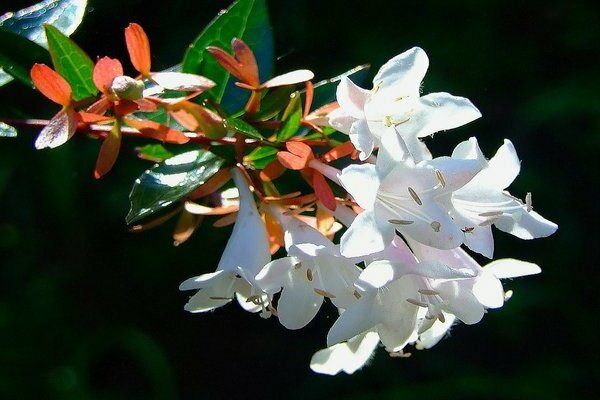 abelia koreanisch