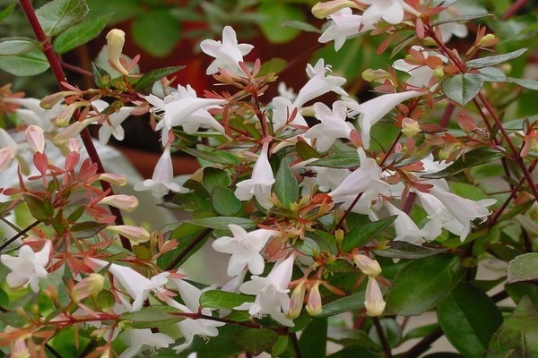 abelia korean decorative trees and shrubs