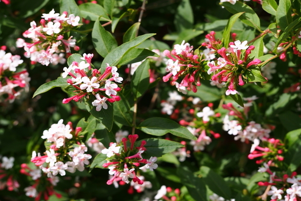 abelia koreanisches foto