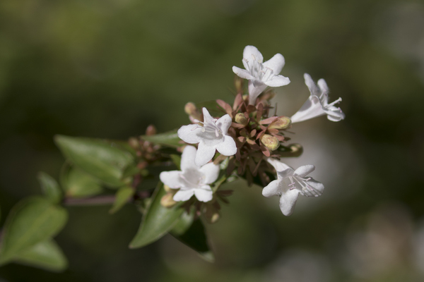 abelia koreanisches foto