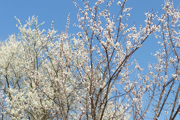 common apricot