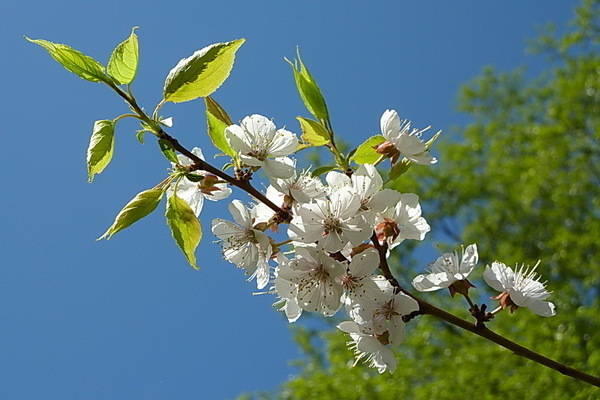 apricot manchu