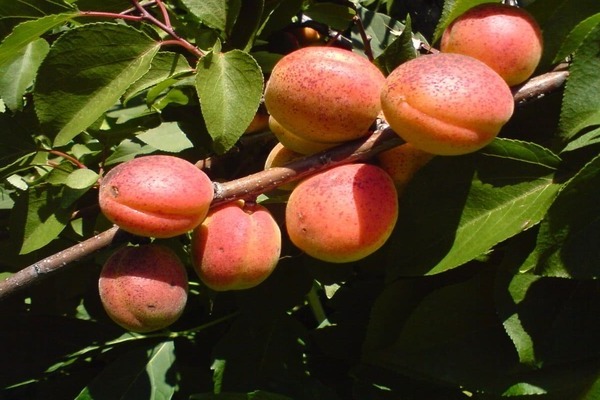 apricot Alyosha