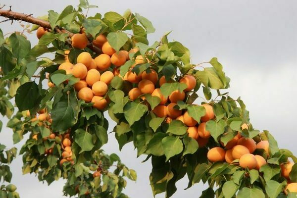 apricot khabarovskiy iba't ibang paglalarawan