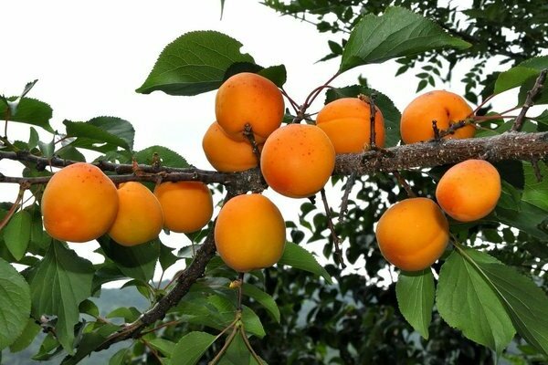 apricot tree