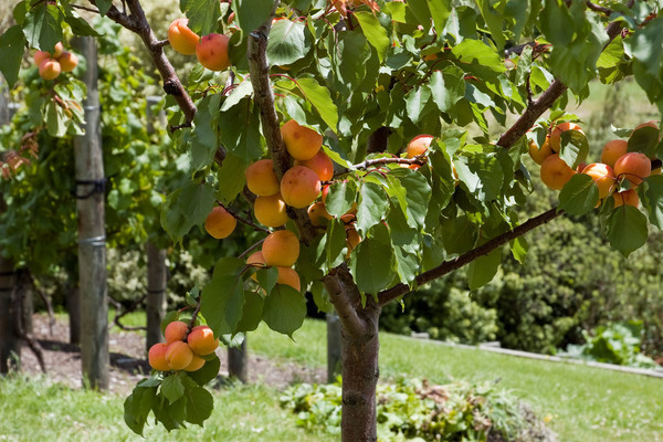 apricot tree