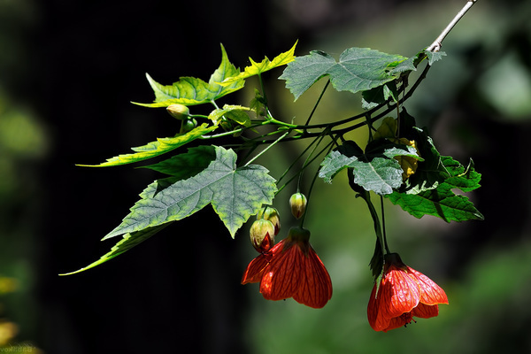 Abutilon