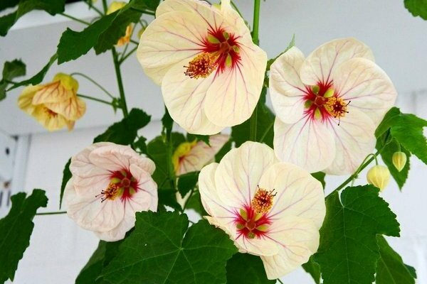 Abutilon