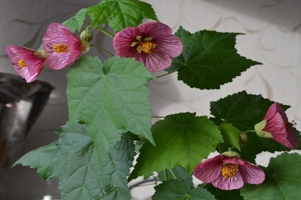 Abutilon