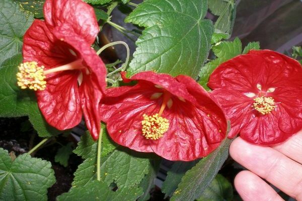 Abutilon