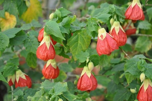 Abutilon