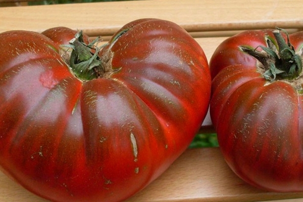 how to collect tomato seeds