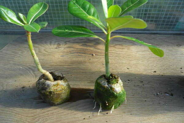 Home adenium