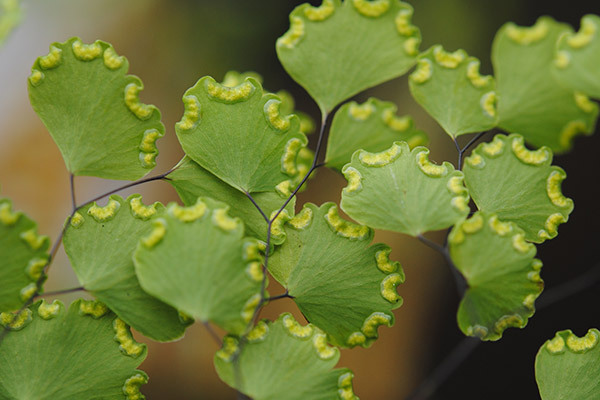 maidenhair photo