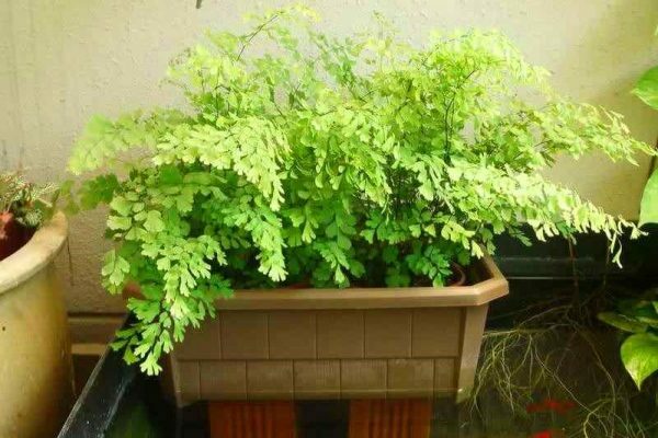 maidenhair