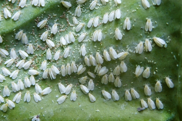 whitefly