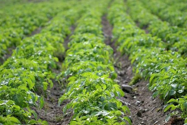 growing early potatoes