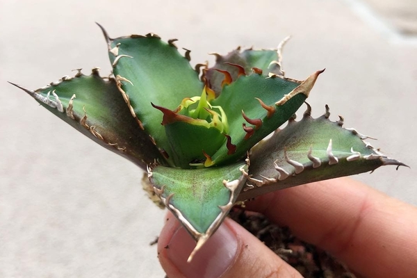 wachsende Agave