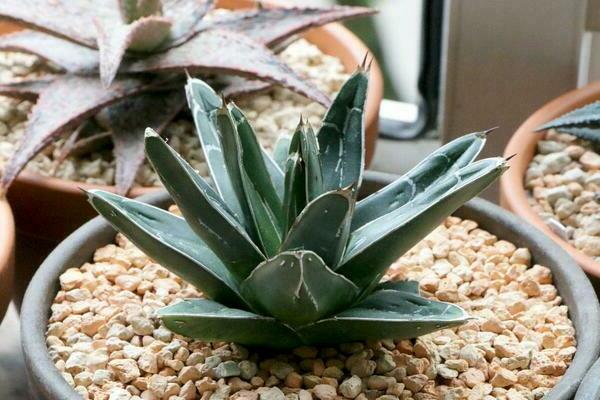 Agave