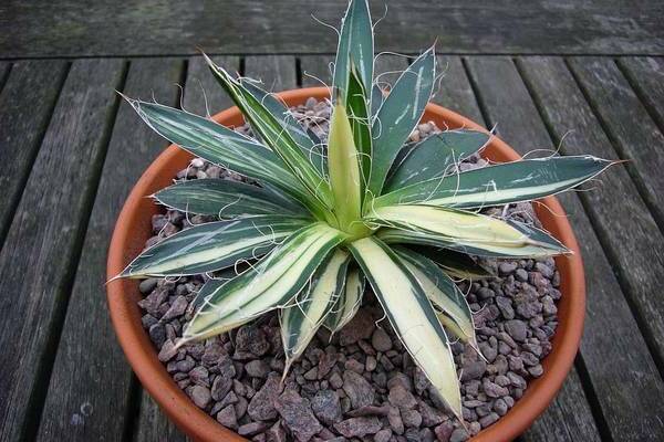 Agave