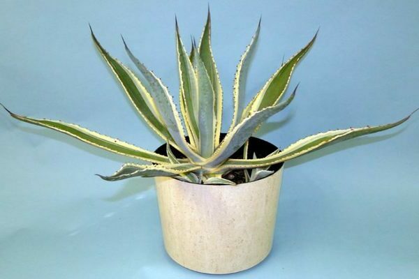 Agave