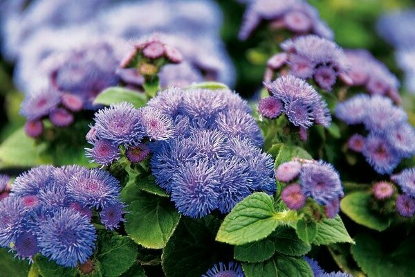 Ageratum