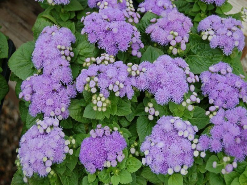 Ageratum: pagpili ng isang landing site