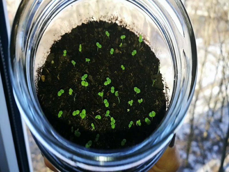 Ageratum growing from seeds