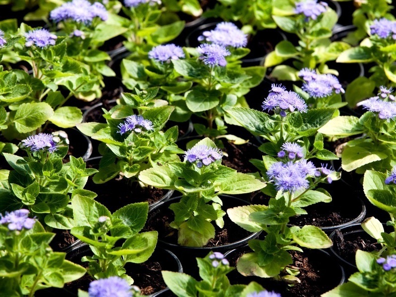 Ageratum growing seedlings