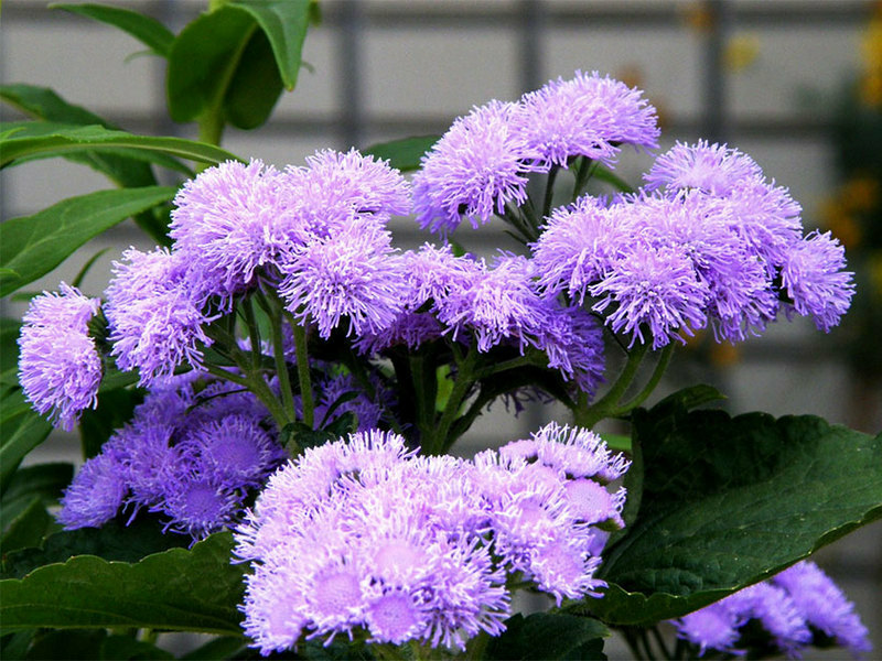 Ageratum-Pflege