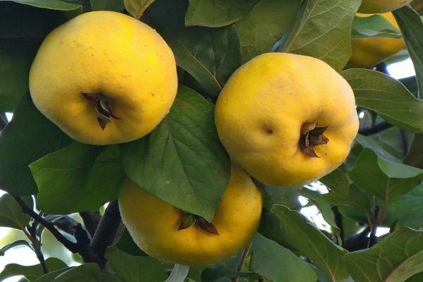 Planting quince