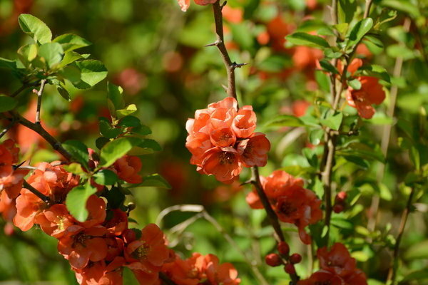 Quince: a description of the ancient fruit culture