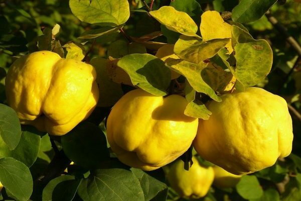 Quince: a description of tree care