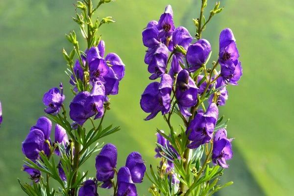 Aconite flower