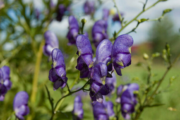 Halamang Aconite