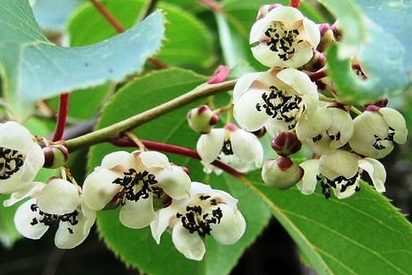 Actinidia