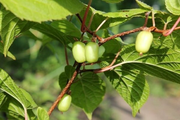 Pag-landing ng Actinidia