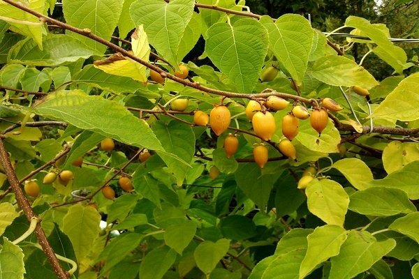 Actinidia kolomikta