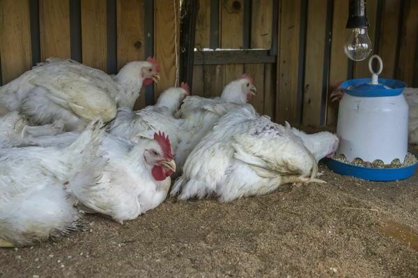 Alben tablets para sa manok