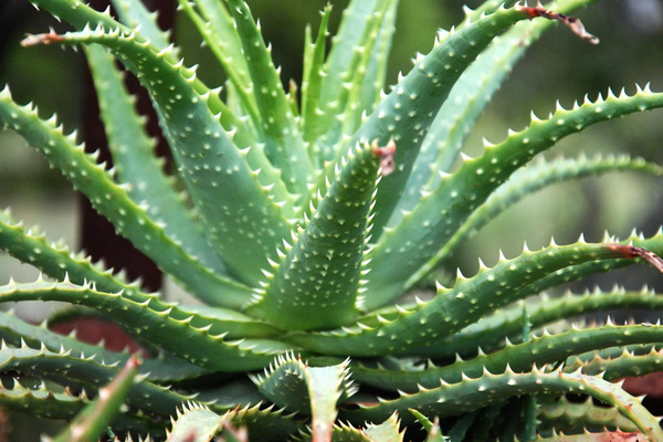 Aloe